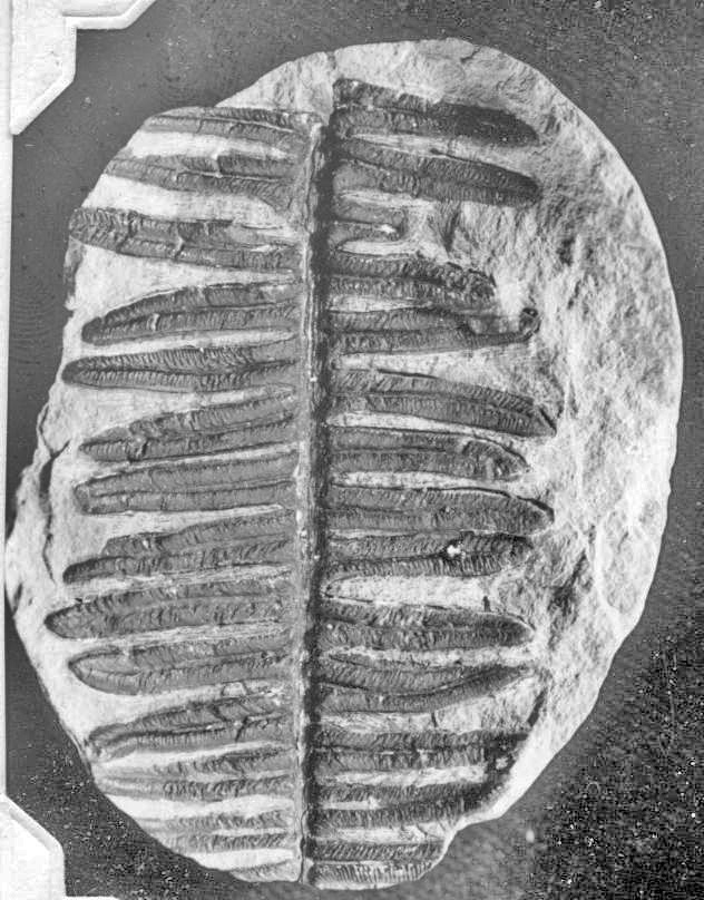 Unknown No.2, GL photograph