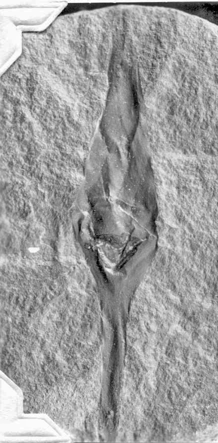 Unknown No.4, GL photograph