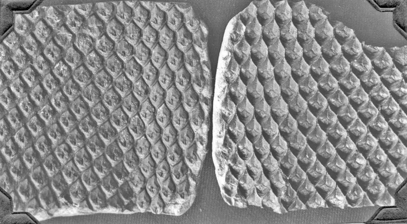 Lepidodendron, positive (left) and negative (right), GL photograph
