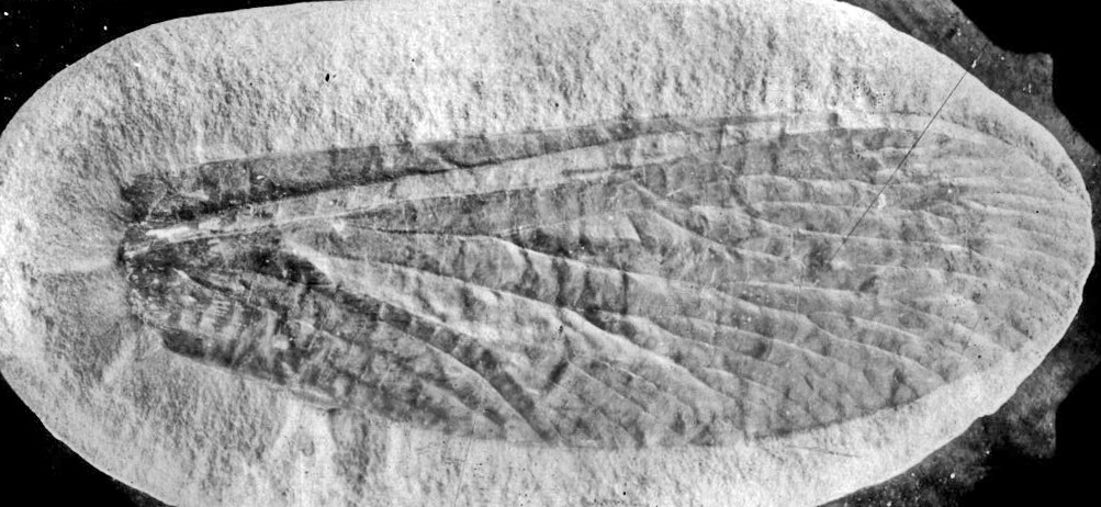 Heterologus langfordorum. Holotype, GL photograph