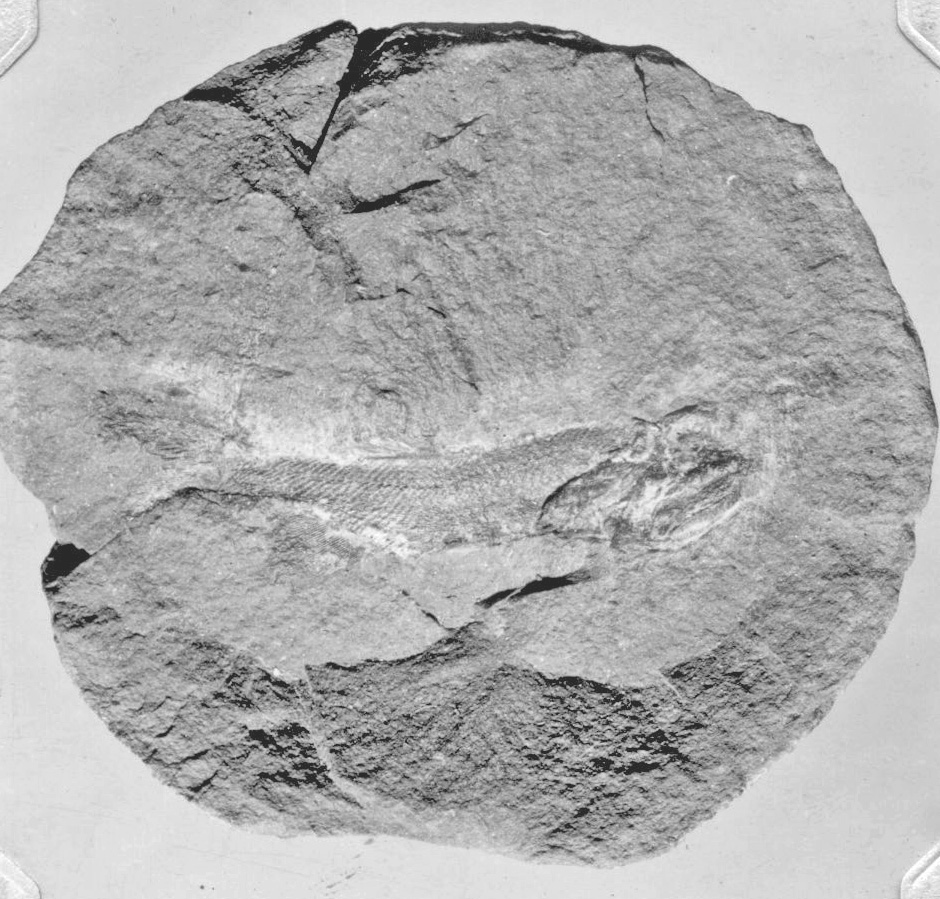 Elonichthys peltigyerus, GL photograph, page 122