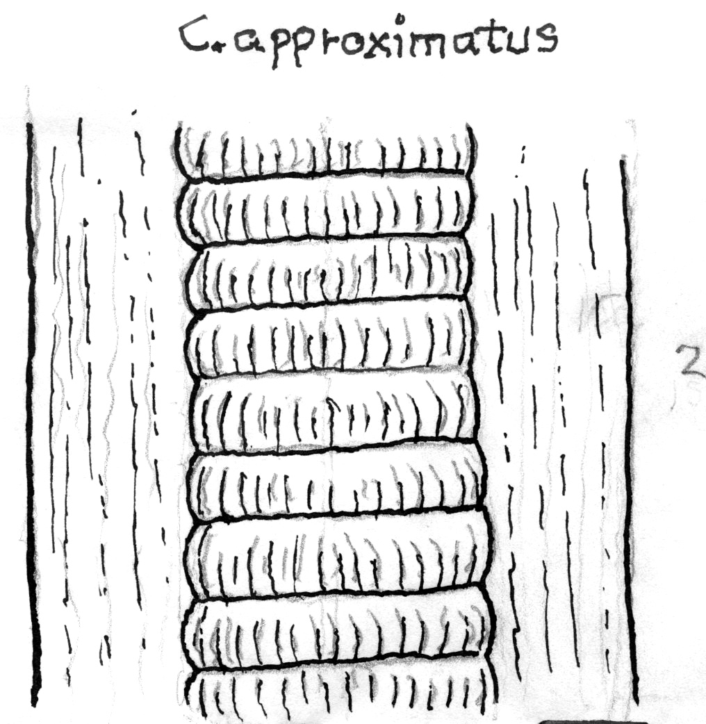 Calamites approximatus, GL sketch, page 19