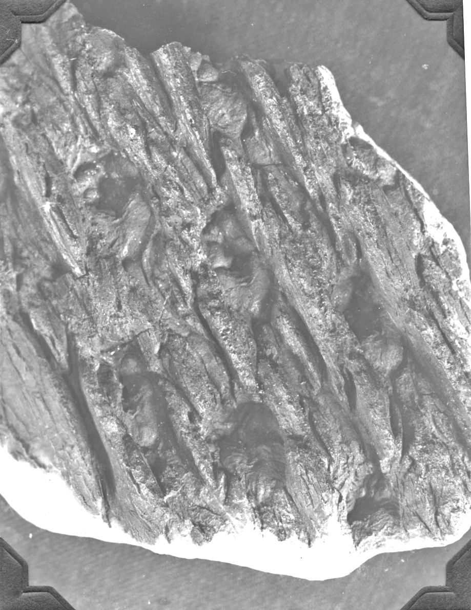 Lepidophloios protuberans - old age, GL photograph, page 36