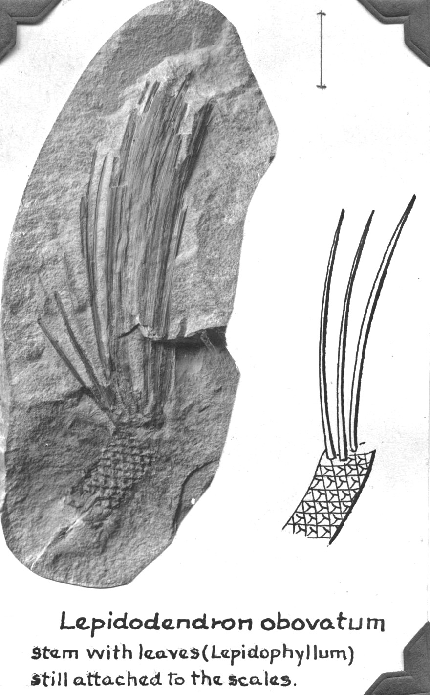 Lepidodendron obovatum, GL photograph and sketch, page 38