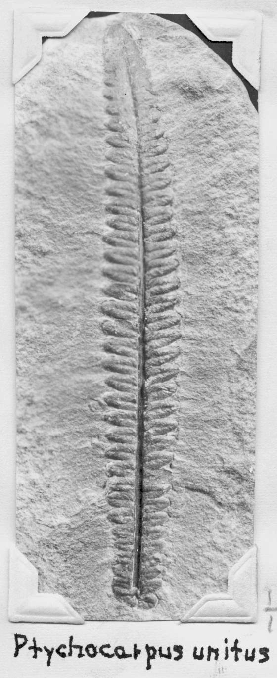 Ptychocarpus unitus, GL photograph, page 53
