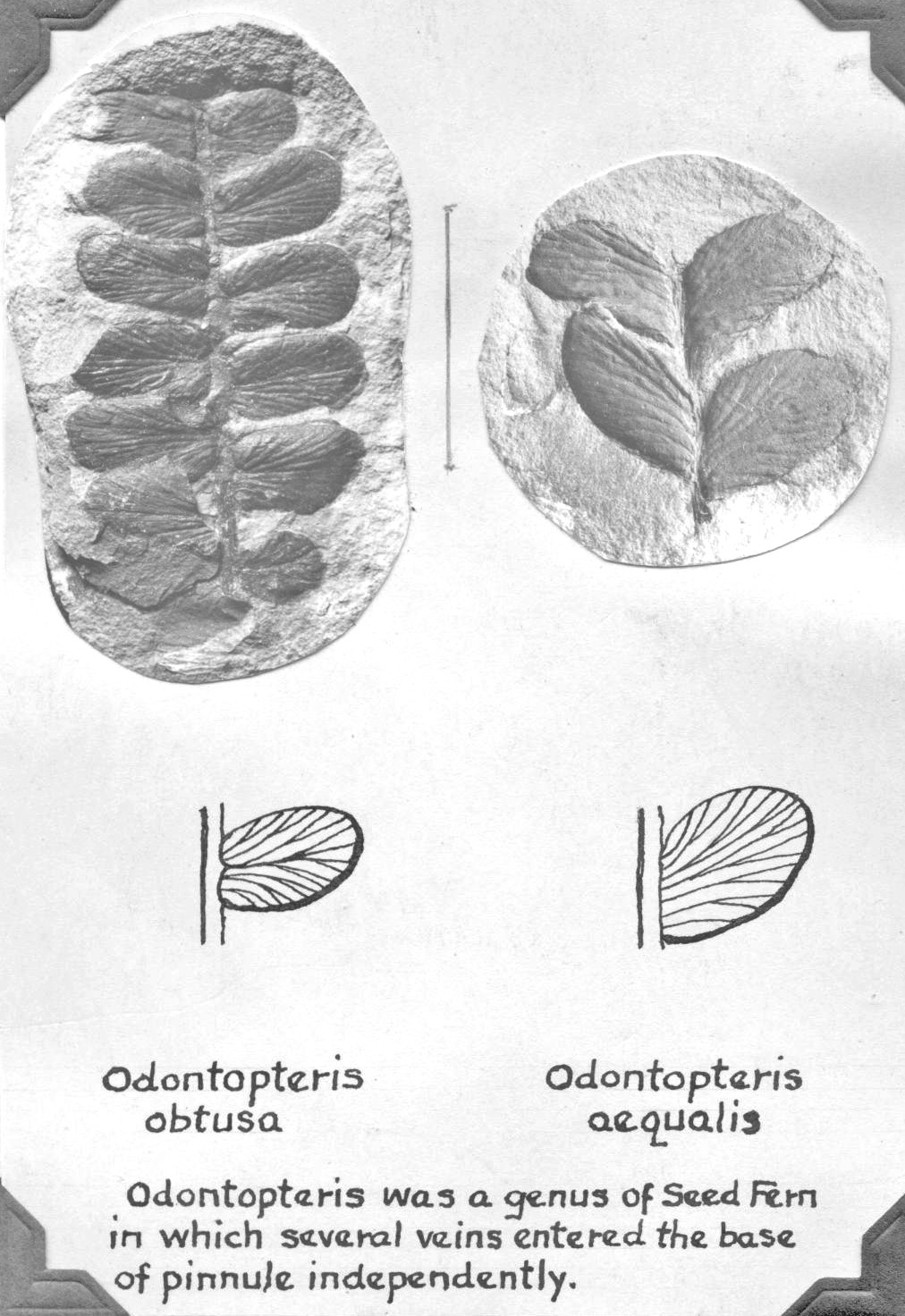 Odontopteris obtusa, O. aequalis, GL photographs and sketches, page 64