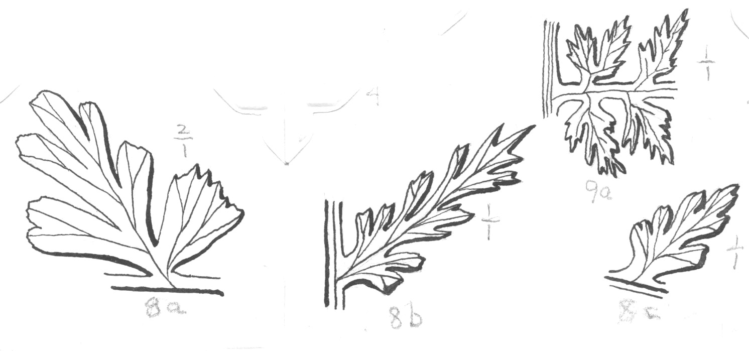 Sphenopteris spiniformis, S. alata, GL sketches, page 73