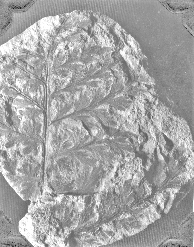 Sphenopteris alata, GL photograph, page 73