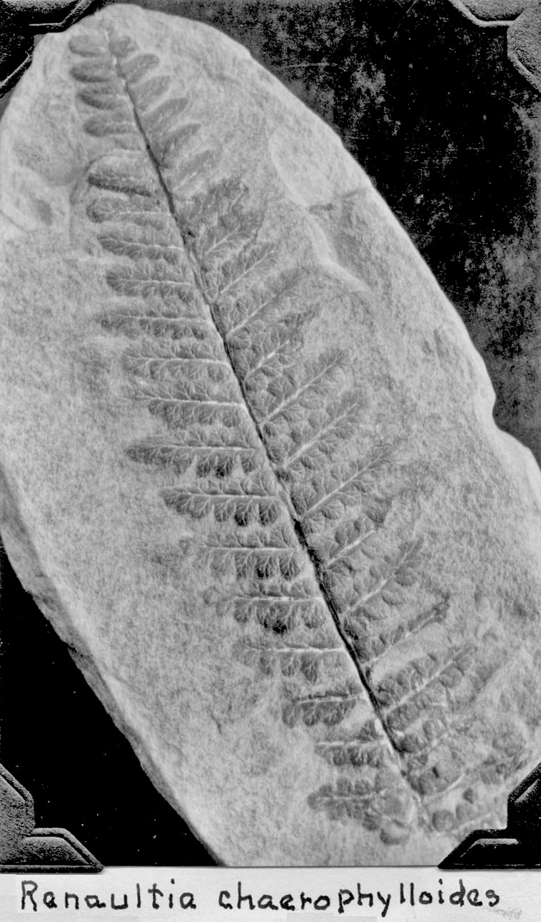 Renaultia chaerophylloides, GL photograph, page 74