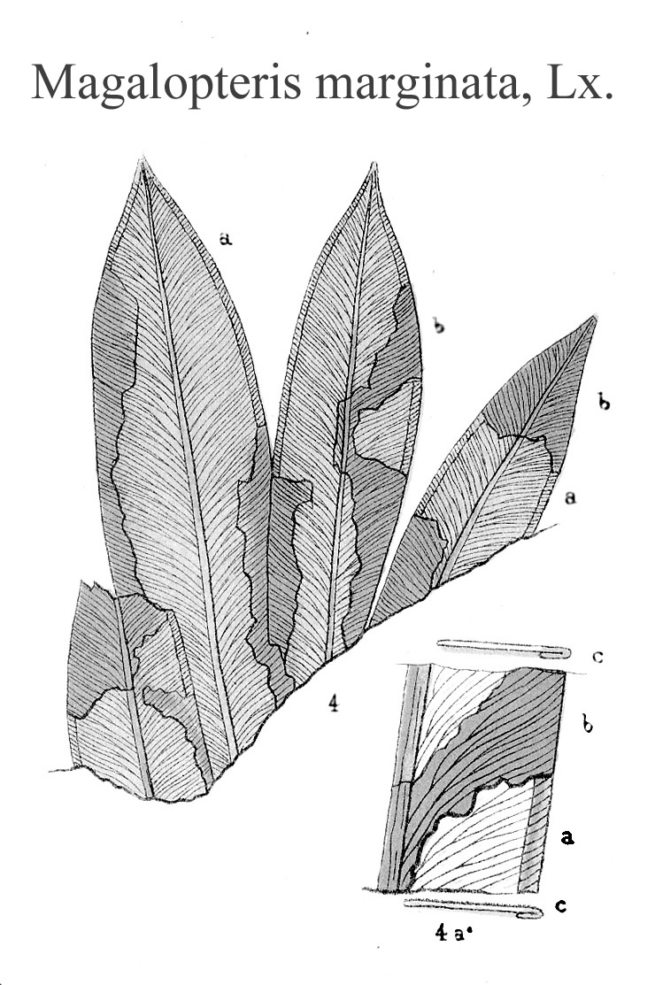 Magalopteris marginata, Plate XXIV
