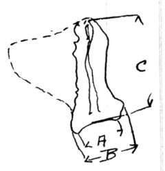 Scapula dimesnions - Minooka mastodon