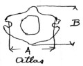 Atlas vertebra measurements