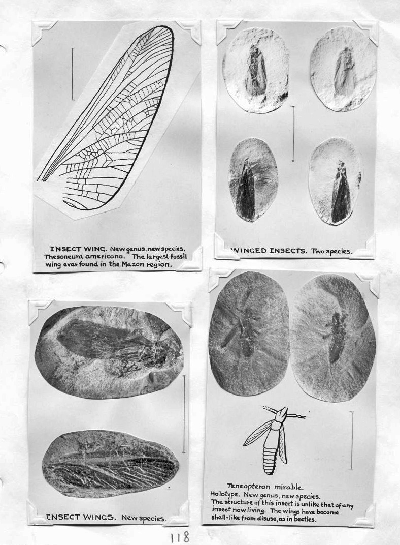 Insect wing & winged insects, including Thesoneura americana and ...