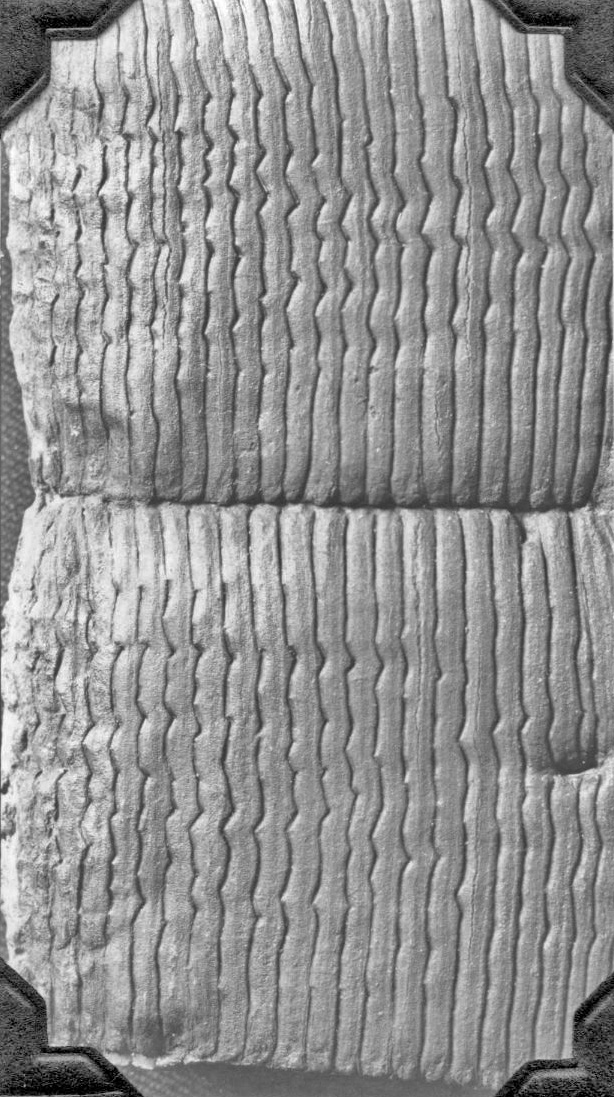 Calamites undulatus, GL photograph, page 19