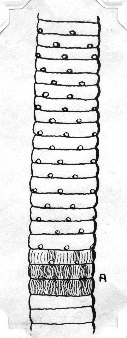 Calamites cruciatus sketch by GL