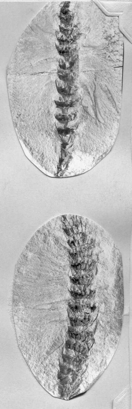 Calamite cones - Volkmannia, GL photographs, page 21