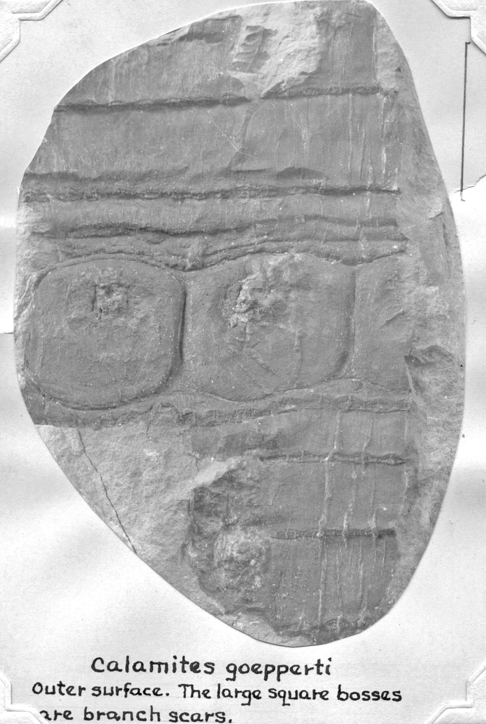 Calamites goepperti, GL photograph, page 21