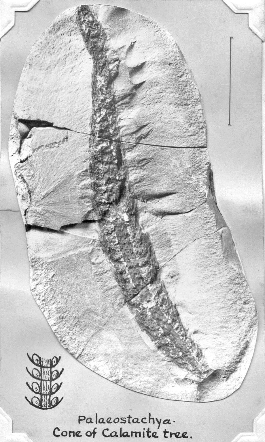Palaeostachya - cone of Calamite tree, GL photograph aqnd sketch, page 24