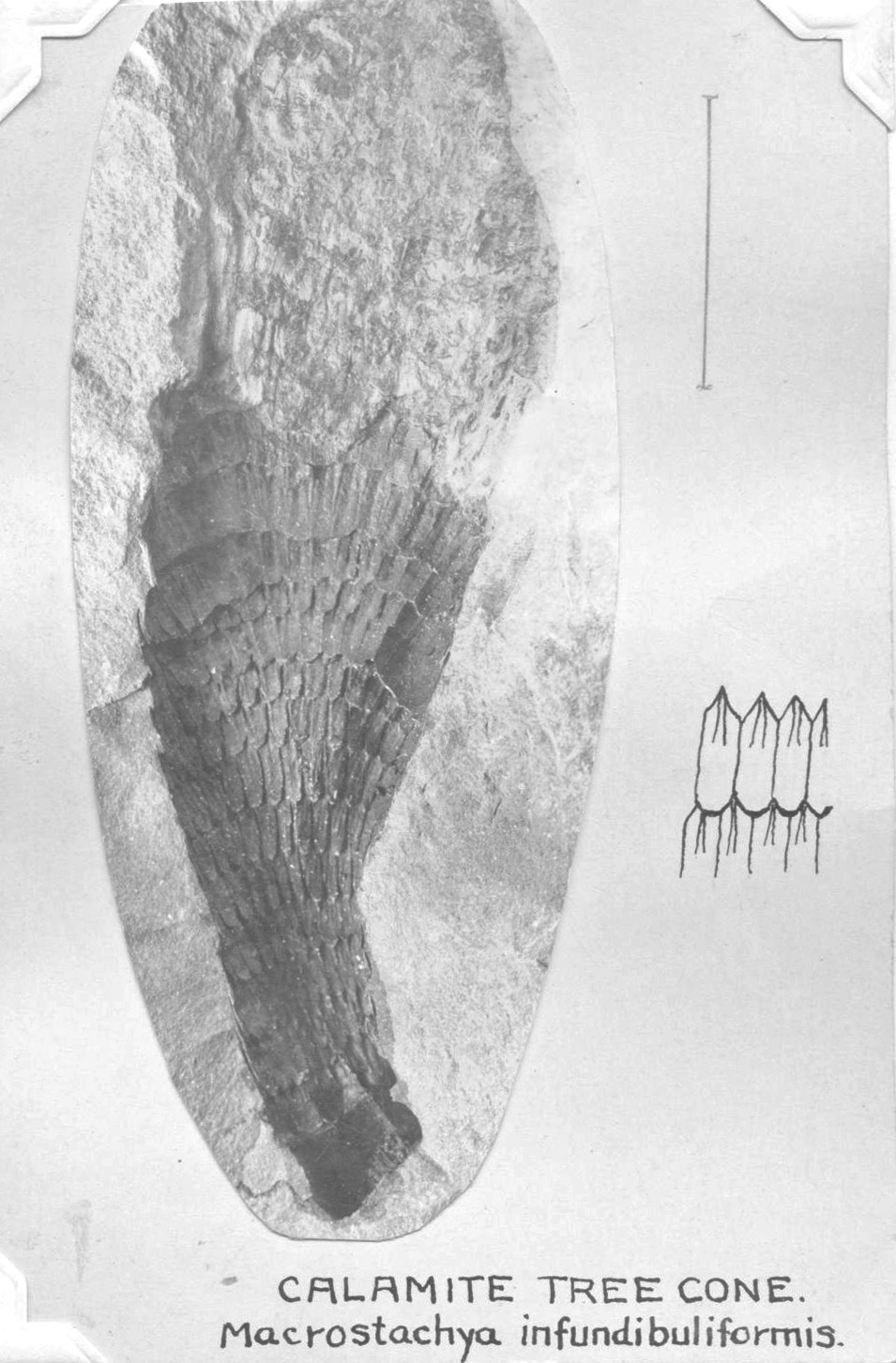 Macrostachya infundibuliformis, Calamite tree cone, GL photograph and sketch, page 24