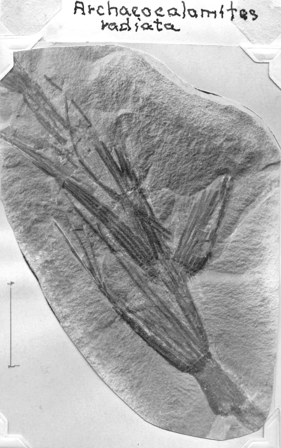 Archaeocalamites radiata, GL photograph, page 24