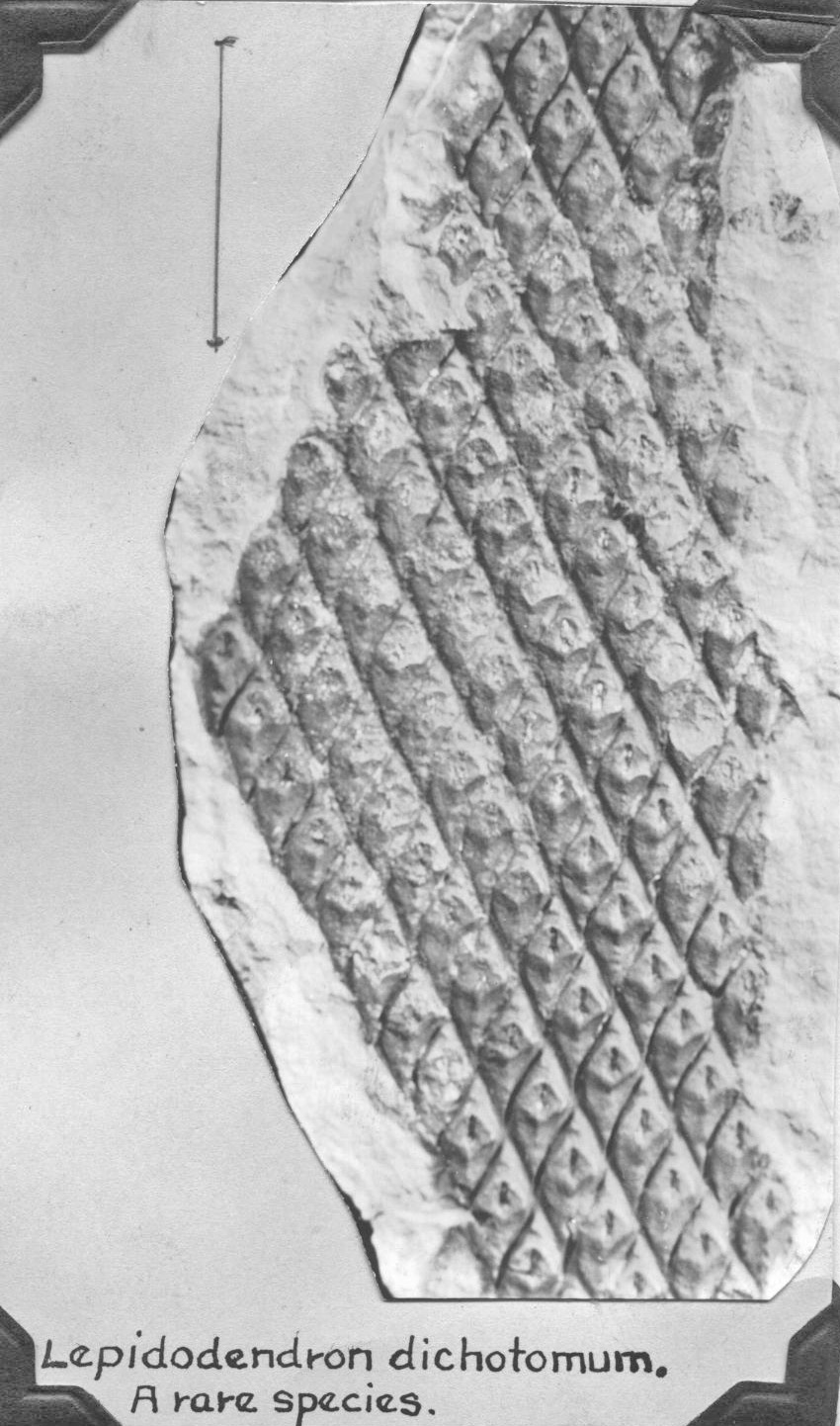 Lepidodendron dichotomum, GL photograph page 30