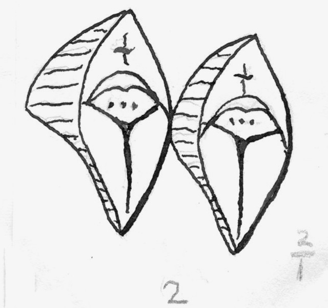 Lepidodendron, sketch by GL, page 32