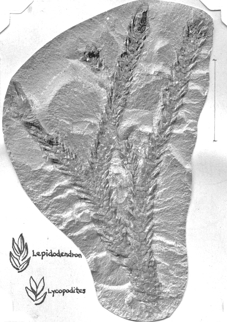 Lepidodendron and Lycopodites, photograph by GL, page 32