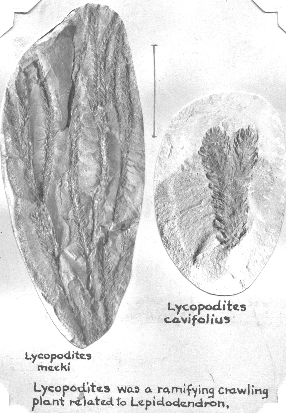 Lycopodites mecki and Lycopodites cavifolius, photographs by GL, page 32