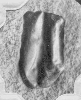 Lepidocystis missouriensis, GL photograph, page 40