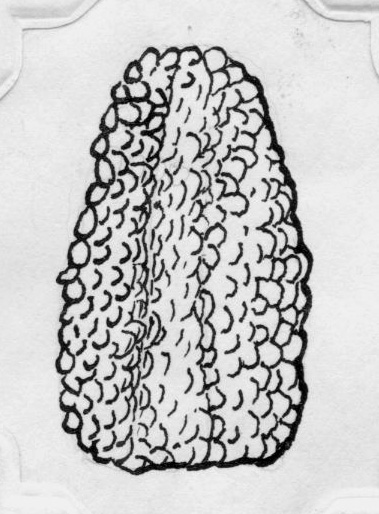 Lepidocystis, GL sketch, page 40