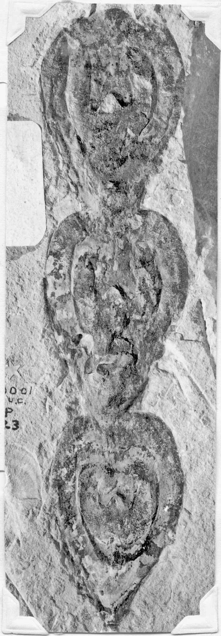 Megaphyton braidwoodense new species