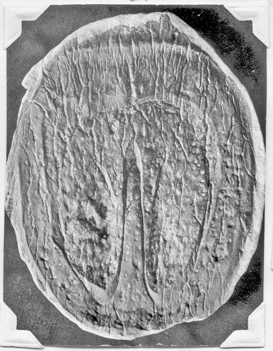 Megaphyton insignis Lesquereux