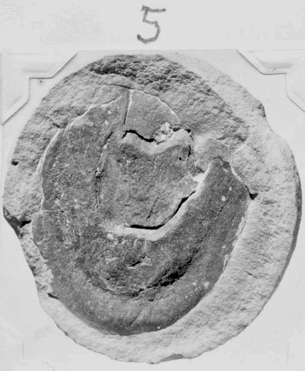 Caulopteris polita Lesquereux