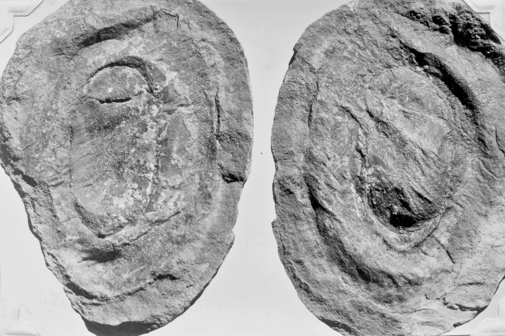 Caulopteris cisti Brongniart