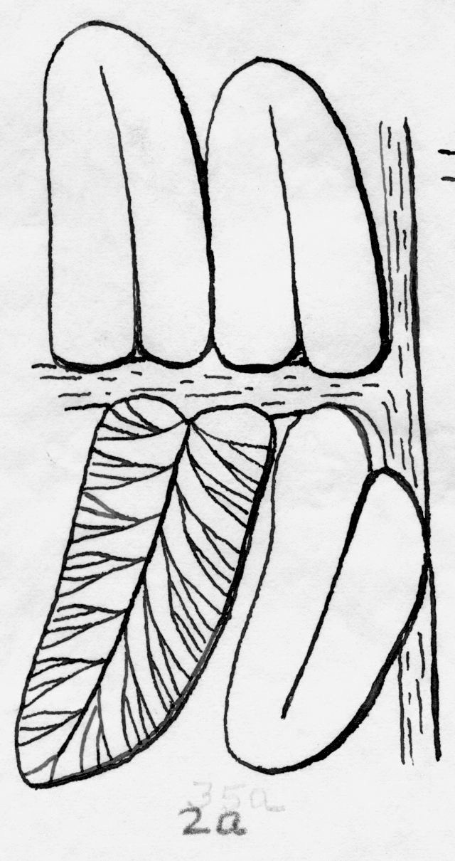 Pecopteris pteroides, Brongniart, GL sketches, page 54