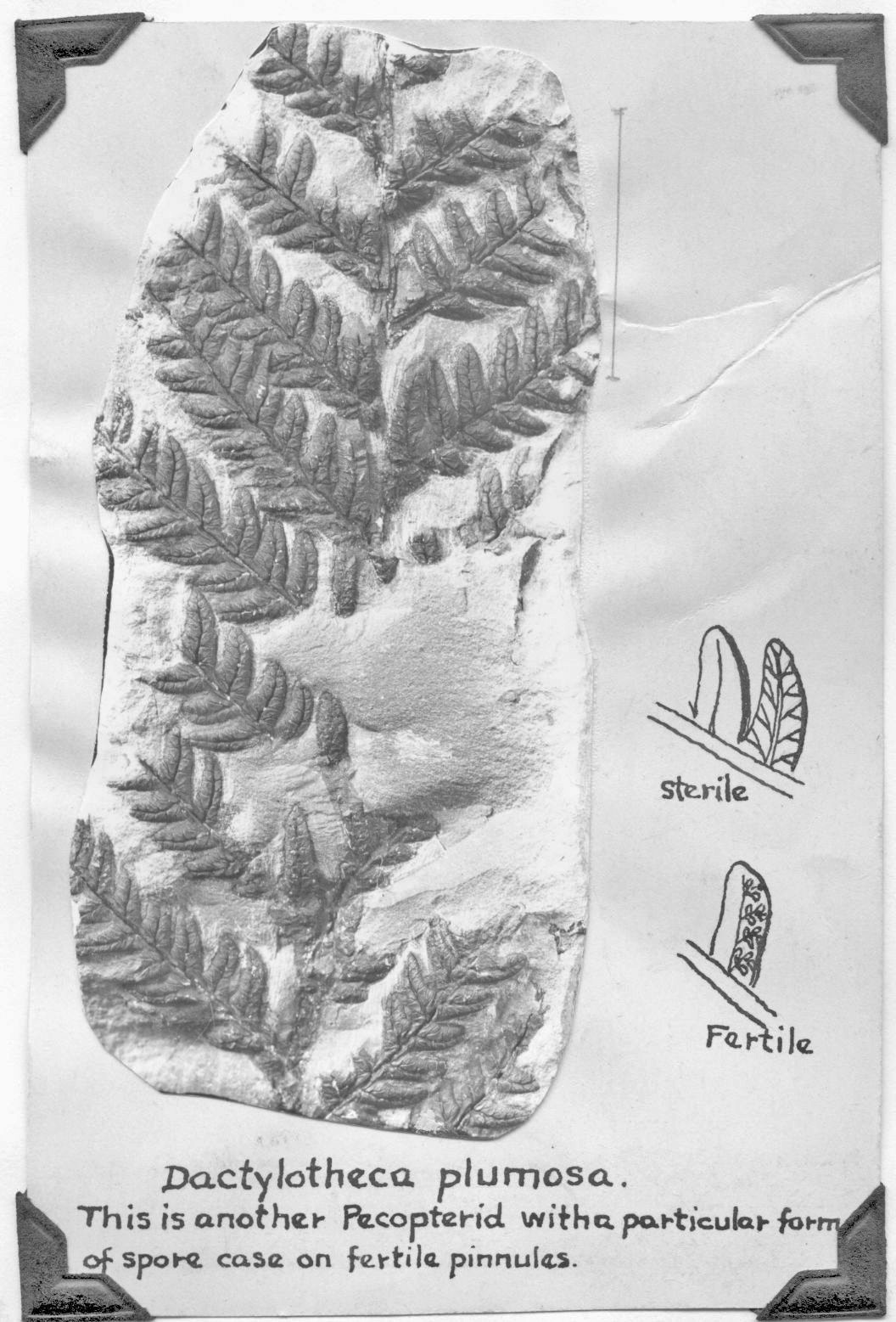 Dactylotheca plumosa, sterile and fertile, GL photograph and sketches, page 55