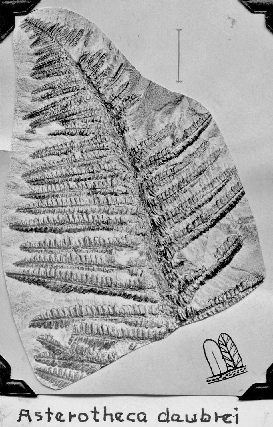 Asterotheca daubrei, GL photograph and sketch, page 55
