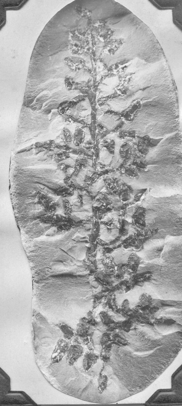 Crossotheca boulayi - fertile