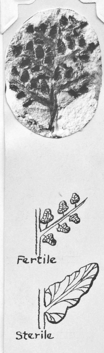 Crossotheca boulayi - fertile and sterile