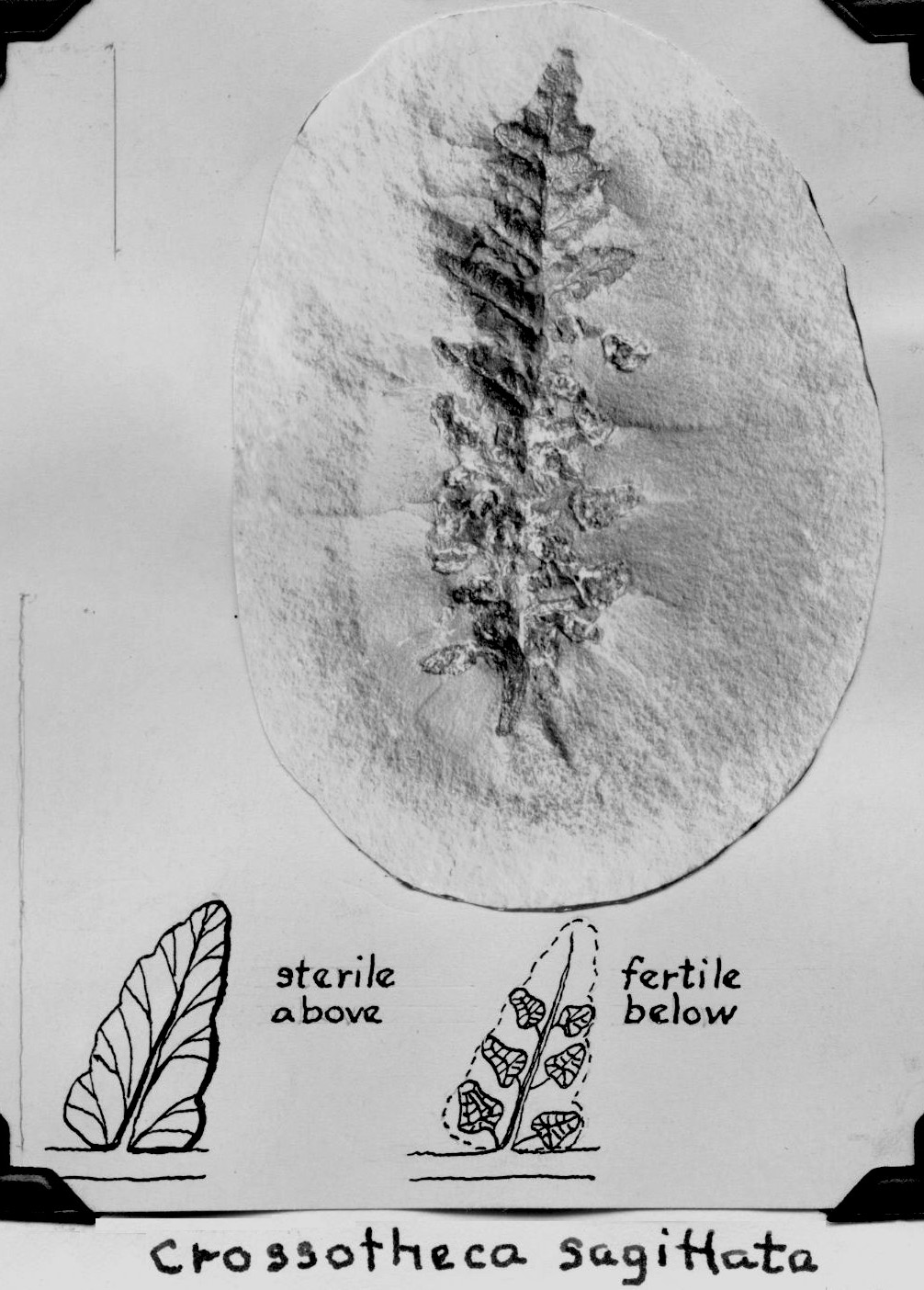 Crossotheca sagittata - sterile above; fertile below