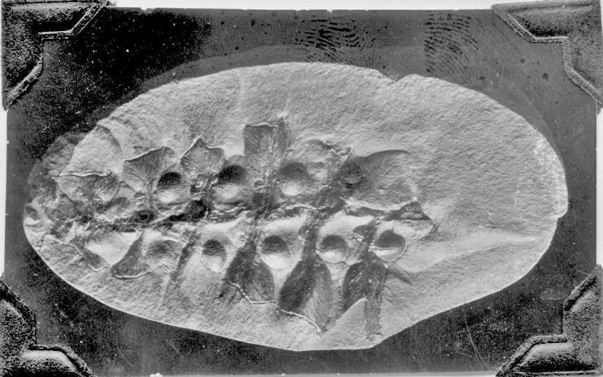 Neuropteris violetta, new species, GL photograph, page 59