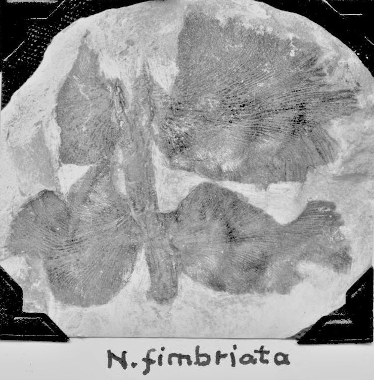 Neuropteris fimbriata, GL photograph, page 59