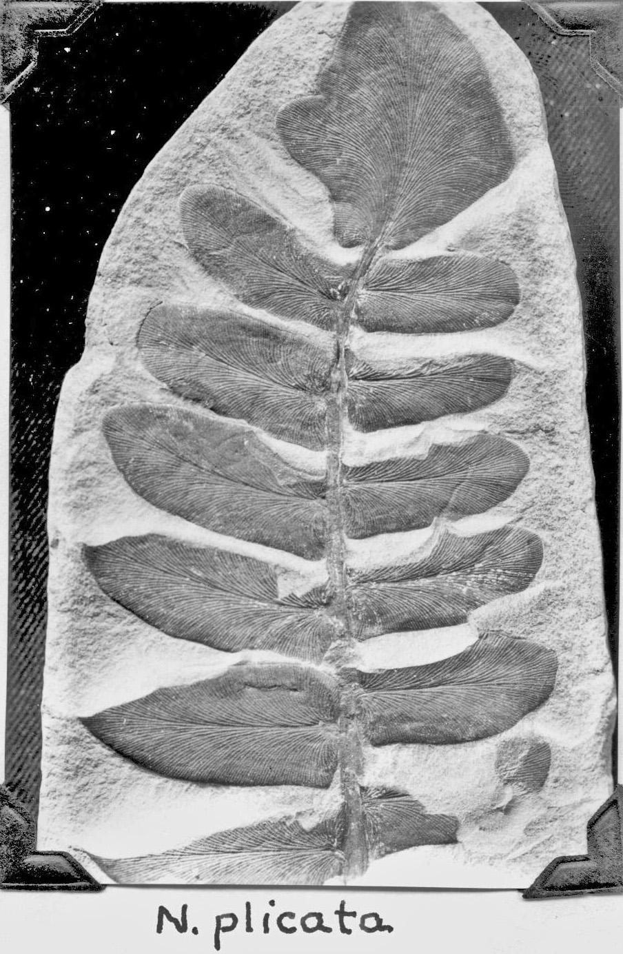 Neuropteris plicata, GL photograph, page 60