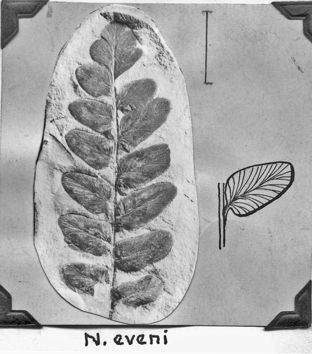 Neuropteris eveni, GL photograph, page 60