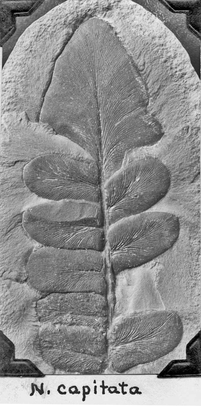 Neuropteris capitata, GL photograph, page 60