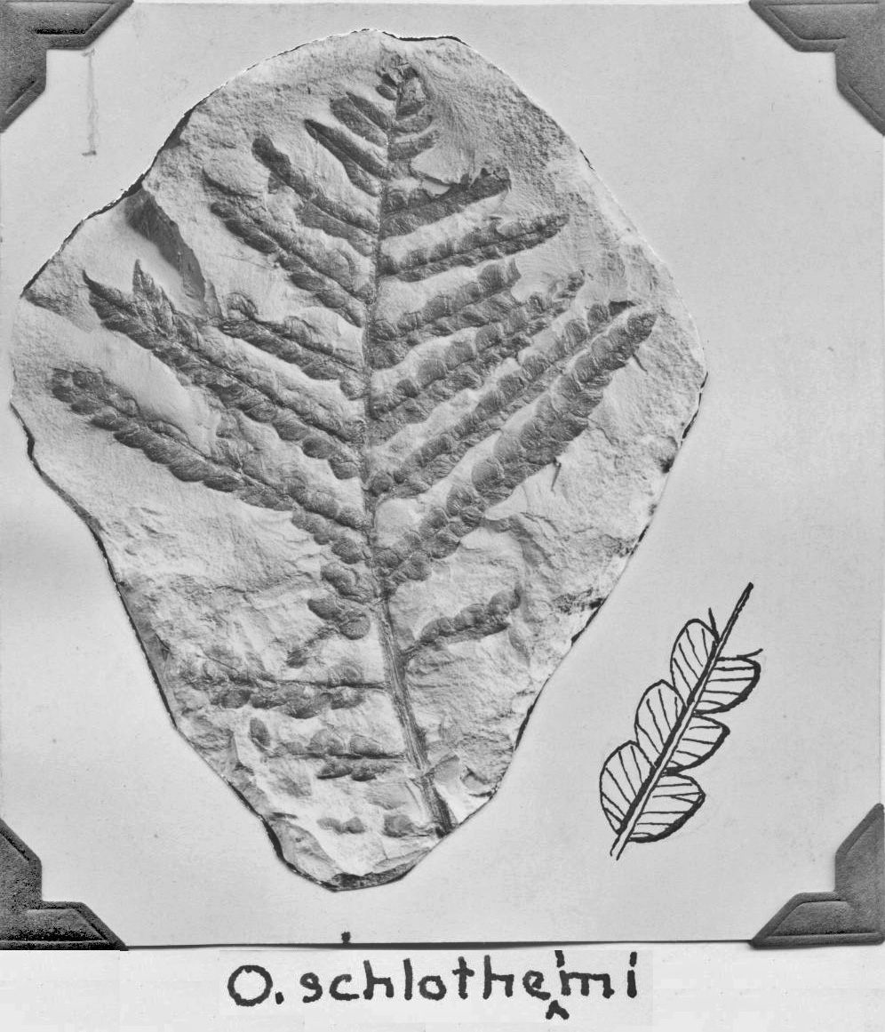 Odontopteris schlothelmi, GL photograph and sketch, page 64