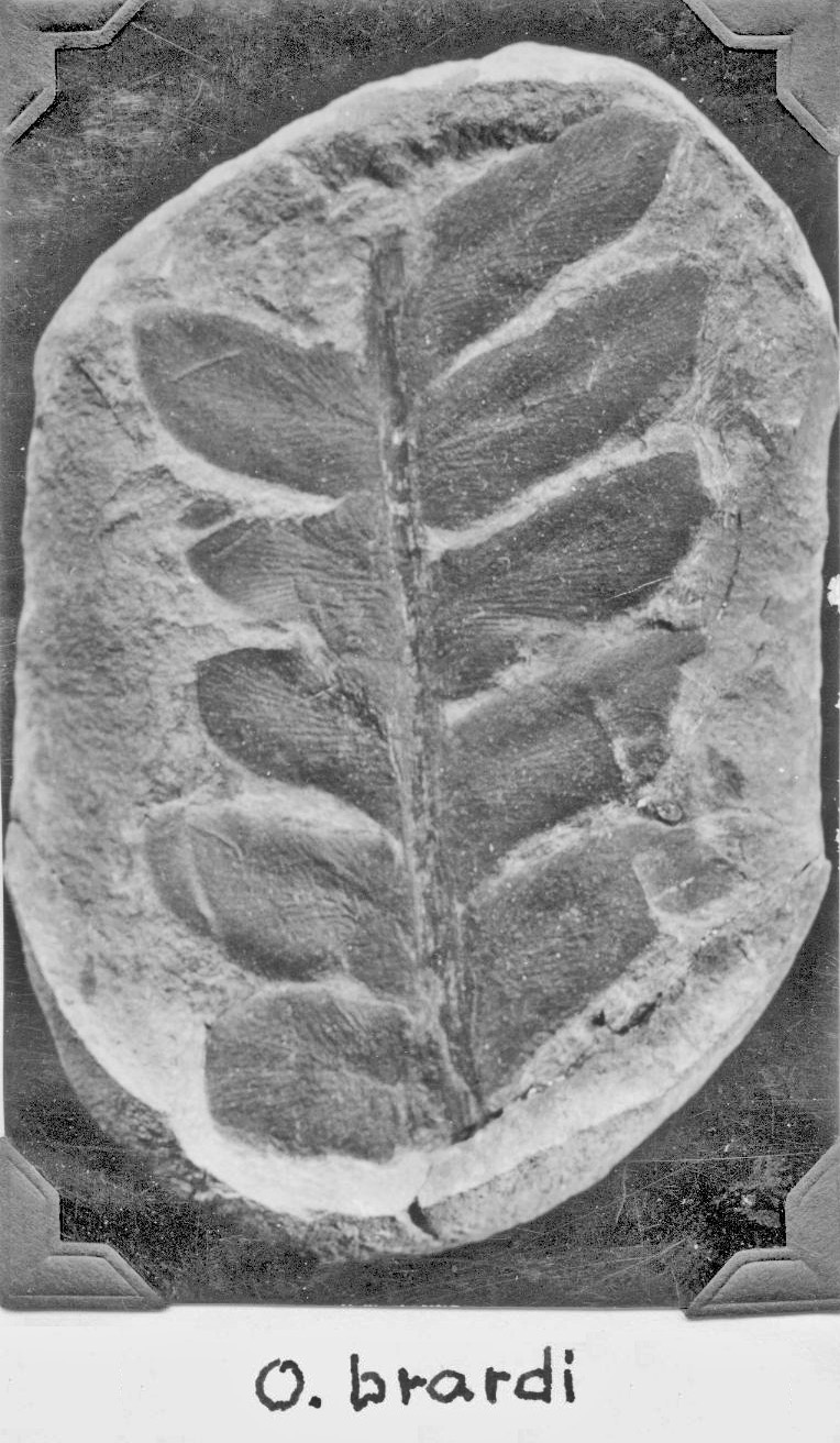 Odontopteris brardi, GL photograph, page 64