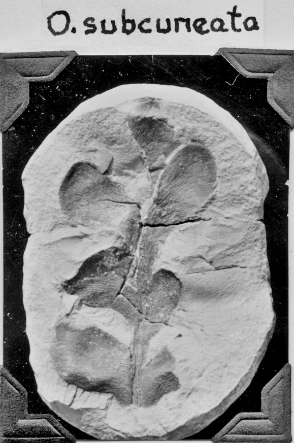 Odontopteris subcuneata, GL photograph, page 64
