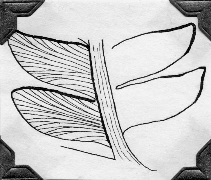 Odontopteris brardi sketch by GL, page 64