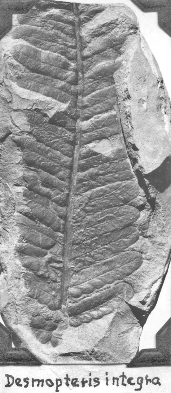 Desmopteris integra fossil